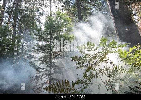 De la fumée et de la brume remplissent l'air dans la forêt nationale de Stanislaus dans la Sierra Nevada en Californie alors qu'un feu de faible intensité brûle à travers le sous-bois. Banque D'Images