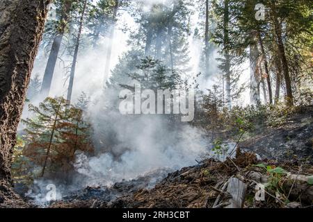 De la fumée et de la brume remplissent l'air dans la forêt nationale de Stanislaus dans la Sierra Nevada en Californie alors qu'un feu de faible intensité brûle à travers le sous-bois. Banque D'Images