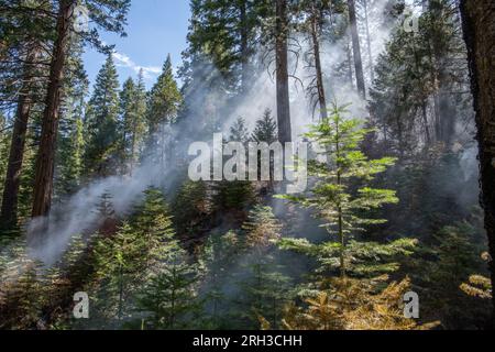 De la fumée et de la brume remplissent l'air dans la forêt nationale de Stanislaus dans la Sierra Nevada en Californie alors qu'un feu de faible intensité brûle à travers le sous-bois. Banque D'Images