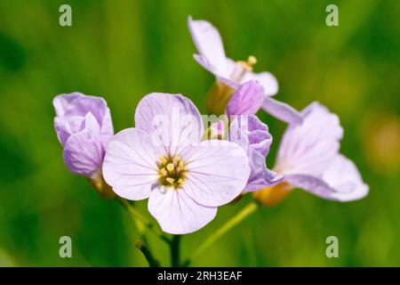 Cuckooflower ou Lady's Smock (cardamine pratensis), gros plan montrant la tête de fleur ouverte et les fleurs roses de la plante de prairie commune. Banque D'Images