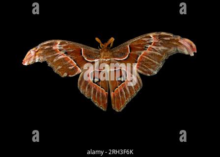 Attacus atlas, la teigne de l'Atlas, est une grande teigne saturniidaire endémique des forêts d'Asie. Banque D'Images