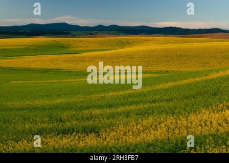 Champ de canola jaune vif en floraison, en dessous des sommets bas de la chaîne de montagnes Palouse. Comté de Latah, Idaho, États-Unis. Banque D'Images