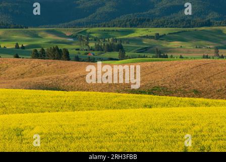 Champ de canola jaune vif en fleurs et les contreforts de la chaîne de montagnes Palouse. Comté de Latah, Idaho, États-Unis. Banque D'Images