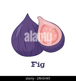 Fruits tropicaux d'été pour un mode de vie sain.Fig, fruit entier violet et demi.icône d'illustration vectorielle isolée sur blanc. Illustration de Vecteur