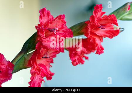 Vue détaillée des fleurs rouges de gladiole, découpées Banque D'Images