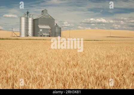 Champs de blé mûr et élévateur à grains en métal avec silos attachés. Près de Pullman, Washington, États-Unis. Banque D'Images