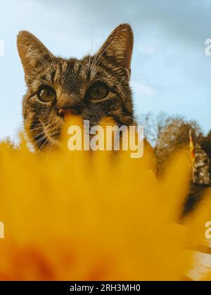 CAt's gaze : Feline observer dans le jardin, axé sur la vaste nature avec fleur d'avant-plan Banque D'Images