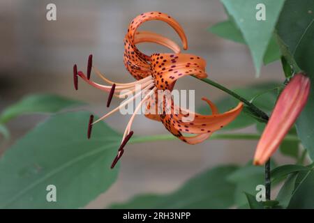 Tiger Lilly ouvert dans Home Garden Banque D'Images