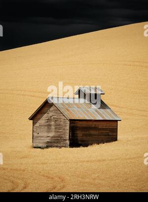 Petits grains, blé mûr et nuages de tempête foncés, Colfax, Washington, USA. Banque D'Images