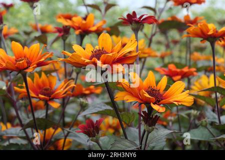 Gros plan de la plante herbacée de jardin vivace herbacée à floraison estivale jaune heliopsis helianthoides var. Scabra ou coeurs saignants. Banque D'Images