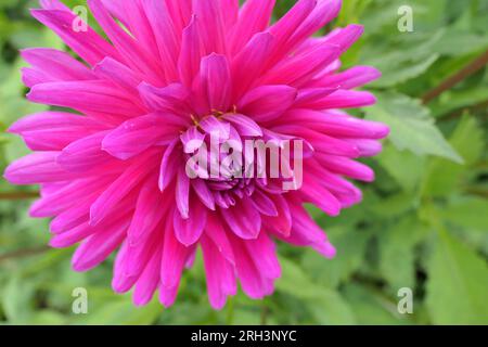 Gros plan de la fleur mauve sombre de la tendre plante de jardin cactus Dhalia joyau violet Banque D'Images