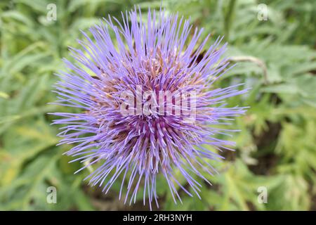 Gros plan de la fleur ronde de la plante herbacée vivace herbacée à floraison estivale cynara cardunculus. Banque D'Images