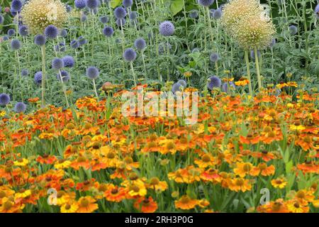 Gros plan de la forme ronde bleue fleur d'été plante de jardin herbacée echinops bannaticus taplow bleu ou globe chardon. Banque D'Images