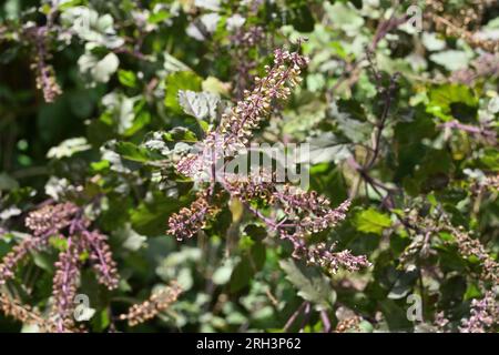 Vue à grand angle d'un Saint basilic (Ocimum Tenuiflorum) inflorescence fleurit dans le jardin de la maison Banque D'Images