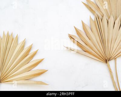 Fond sec de feuilles de palmier. Gros plan de feuilles de palmier tropical en forme d'éventail séchées sur fond blanc. Vue de dessus. Espace de copie Banque D'Images