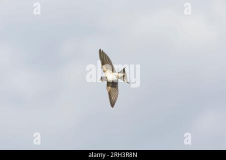 Hirondelle Hirundo rustica, vol juvénile, Suffolk, Angleterre, août Banque D'Images