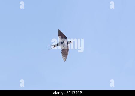 Hirondelle Hirundo rustica, adulte volant avec un insecte dans le bec, Suffolk, Angleterre, août Banque D'Images