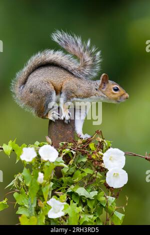 Écureuil gris de l'est Sciurus carolinensis, adulte debout sur un poteau avec l'amande haie Calystegia sepium, poussant dessus, Suffolk, Angleterre, août Banque D'Images