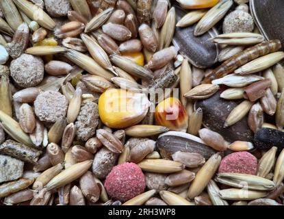 Nourriture pour rongeurs à partir d'avoine, granulés d'herbe, aliments pour animaux, maïs, blé isolé sur un fond blanc Banque D'Images