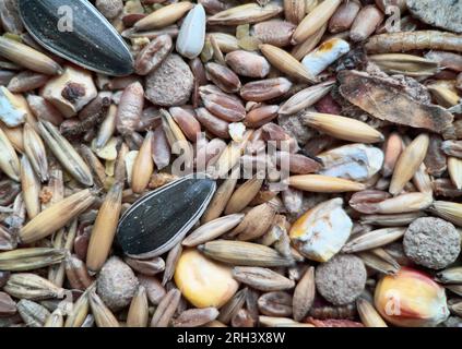 Nourriture pour rongeurs à partir d'avoine, granulés d'herbe, aliments pour animaux, maïs, blé isolé sur un fond blanc Banque D'Images