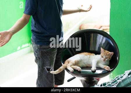 Beau chaton blanc et jaune clair couché sur une chaise en plastique noir s'amusant avec son propriétaire. Enfants et chats. Banque D'Images