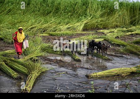 Une agricultrice et ses chèvres marchent vers le champ vert libre pour un pâturage d’une journée à Bortir Bill, une vaste zone humide entourée de terres agricoles, dans le district de 24 North Parganas au Bengale occidental, à environ 50 km de la ville principale de Kolkata. Le jute est l'une des cultures commerciales les plus importantes et des fibres naturelles importantes après le coton en termes de culture et d'utilisation. Environ 85% du jute mondial est produit dans le delta du Gange et principalement dans la partie orientale et nord-est de l'Inde. Banque D'Images