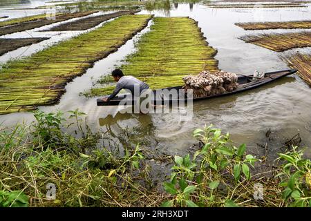 Un agriculteur empile des tiges de jute fraîchement récolté à Bortir Bill, une vaste zone humide entourée de terres agricoles, dans le district de 24 North Parganas au Bengale occidental, à environ 50 km de la ville principale de Kolkata. Le jute est l'une des cultures commerciales les plus importantes et des fibres naturelles importantes après le coton en termes de culture et d'utilisation. Environ 85% du jute mondial est produit dans le delta du Gange et principalement dans la partie orientale et nord-est de l'Inde. Banque D'Images