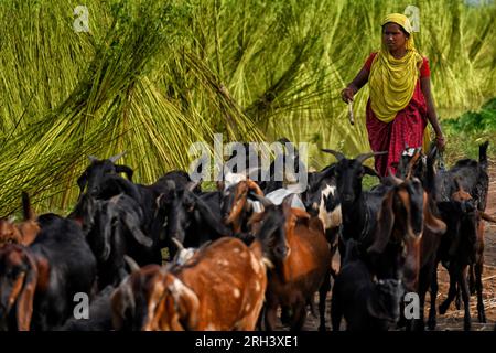 Une agricultrice et ses chèvres marchent vers le champ vert libre pour un pâturage d’une journée à Bortir Bill, une vaste zone humide entourée de terres agricoles, dans le district de 24 North Parganas au Bengale occidental, à environ 50 km de la ville principale de Kolkata. Le jute est l'une des cultures commerciales les plus importantes et des fibres naturelles importantes après le coton en termes de culture et d'utilisation. Environ 85% du jute mondial est produit dans le delta du Gange et principalement dans la partie orientale et nord-est de l'Inde. Banque D'Images