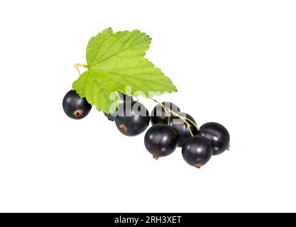 Branche noire de groseille isolée sur fond blanc.. Bouquet de baies de cassis avec feuille. Banque D'Images