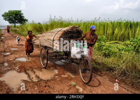 Kolkata, Inde. 12 août 2023. Les ouvriers transportent les tiges de jute en camionnette à Bortir Bill, une vaste zone humide entourée de terres agricoles, dans le district de 24 North Parganas au Bengale occidental, à environ 50 km de la ville principale de Kolkata. Le jute est l'une des cultures commerciales les plus importantes et des fibres naturelles importantes après le coton en termes de culture et d'utilisation. Environ 85% du jute mondial est produit dans le delta du Gange et principalement dans la partie orientale et nord-est de l'Inde. (Photo Avishek Das/SOPA Images/Sipa USA) crédit : SIPA USA/Alamy Live News Banque D'Images