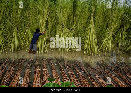 Kolkata, Inde. 12 août 2023. Un jeune agriculteur répand des tiges de jute à Bortir Bill, une vaste zone humide entourée de terres agricoles, dans le district de 24 North Parganas au Bengale occidental, à environ 50 km de la ville principale de Kolkata. Le jute est l'une des cultures commerciales les plus importantes et des fibres naturelles importantes après le coton en termes de culture et d'utilisation. Environ 85% du jute mondial est produit dans le delta du Gange et principalement dans la partie orientale et nord-est de l'Inde. (Photo Avishek Das/SOPA Images/Sipa USA) crédit : SIPA USA/Alamy Live News Banque D'Images