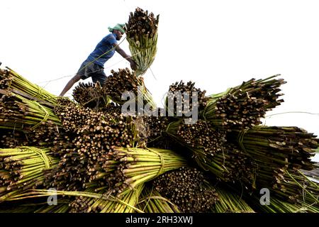 Kolkata, Inde. 12 août 2023. Un ouvrier rassemble des tiges de jute sur un fourgon à moteur à Bortir Bill, une vaste zone humide entourée de terres agricoles, dans le district de 24 North Parganas au Bengale occidental, à environ 50 km de la ville principale de Kolkata. Le jute est l'une des cultures commerciales les plus importantes et des fibres naturelles importantes après le coton en termes de culture et d'utilisation. Environ 85% du jute mondial est produit dans le delta du Gange et principalement dans la partie orientale et nord-est de l'Inde. (Photo Avishek Das/SOPA Images/Sipa USA) crédit : SIPA USA/Alamy Live News Banque D'Images