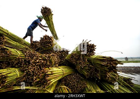 Kolkata, Inde. 12 août 2023. Un agriculteur empile le jute fraîchement récolté à Bortir Bill, une vaste zone humide entourée de terres agricoles, dans le district de 24 North Parganas du Bengale occidental à environ 50 km de la ville principale de Kolkata. Le jute est l'une des cultures commerciales les plus importantes et des fibres naturelles importantes après le coton en termes de culture et d'utilisation. Environ 85% du jute mondial est produit dans le delta du Gange et principalement dans la partie orientale et nord-est de l'Inde. (Photo Avishek Das/SOPA Images/Sipa USA) crédit : SIPA USA/Alamy Live News Banque D'Images