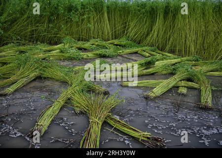 Kolkata, Inde. 12 août 2023. Tiges de jute fraîchement récoltées à Bortir Bill, une vaste zone humide entourée de terres agricoles, dans le district de 24 North Parganas du Bengale occidental, à environ 50 km de la ville principale de Kolkata. Le jute est l'une des cultures commerciales les plus importantes et des fibres naturelles importantes après le coton en termes de culture et d'utilisation. Environ 85% du jute mondial est produit dans le delta du Gange et principalement dans la partie orientale et nord-est de l'Inde. (Photo Avishek Das/SOPA Images/Sipa USA) crédit : SIPA USA/Alamy Live News Banque D'Images