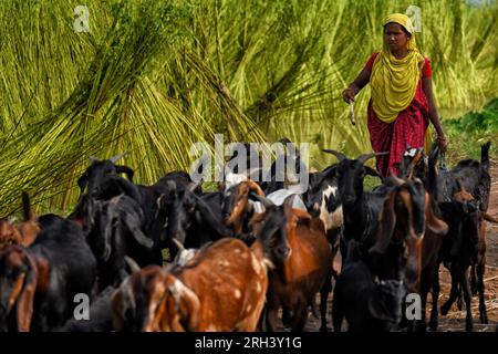 Kolkata, Inde. 12 août 2023. Une agricultrice et ses chèvres marchent vers le champ vert libre pour un pâturage d’une journée à Bortir Bill, une vaste zone humide entourée de terres agricoles, dans le district de 24 North Parganas au Bengale occidental, à environ 50 km de la ville principale de Kolkata. Le jute est l'une des cultures commerciales les plus importantes et des fibres naturelles importantes après le coton en termes de culture et d'utilisation. Environ 85% du jute mondial est produit dans le delta du Gange et principalement dans la partie orientale et nord-est de l'Inde. (Photo Avishek Das/SOPA Images/Sipa USA) crédit : SIPA USA/Alamy Live News Banque D'Images