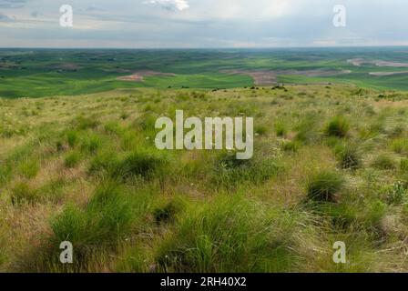 Herbe des prairies et collines ondulantes. Steptoe Butte State Park, Washington, États-Unis Banque D'Images