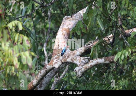 Le Paradis Biak kingfisher (Tanysiptera riedelii) est un arbre kingfisher qui est endémique à l'île indonésienne de Biak qui est l'un d'un petit grou Banque D'Images