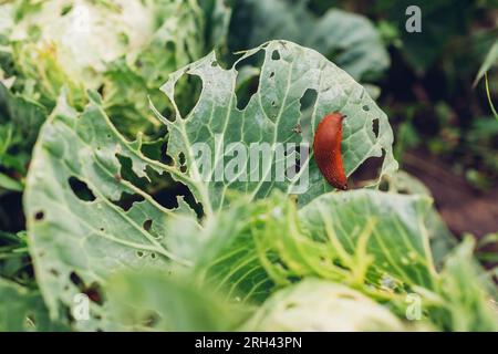 Limace espagnole mangeant la feuille de chou dans le jardin d'été. Limace endommageant les légumes sur la ferme écologique. Ravageur détruisant la récolte Banque D'Images