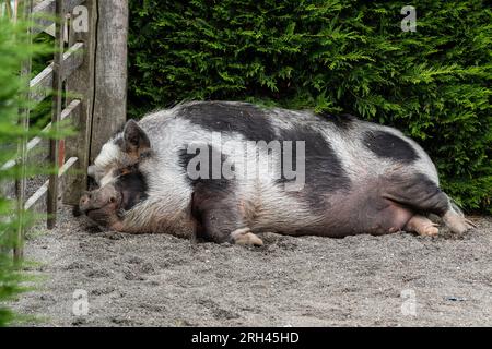 Un cochon domestique noir et blanc endormi près d'une haie. Banque D'Images