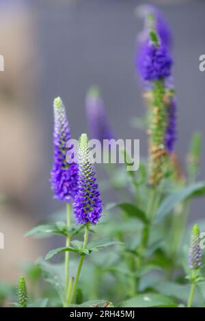 Veronica spicata (Common Speedwell) 'Anniversary Blue', Une plante vivace à floraison estivale. Banque D'Images