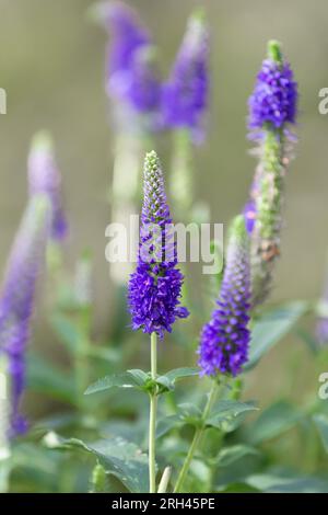 Veronica spicata (Common Speedwell) 'Anniversary Blue', Une plante vivace à floraison estivale. Banque D'Images