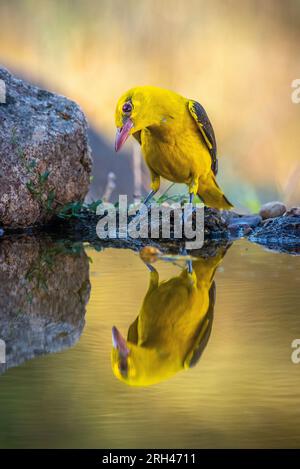 Eurasian Golden Oriole eau potable reflétée dans l'eau au coucher du soleil Banque D'Images