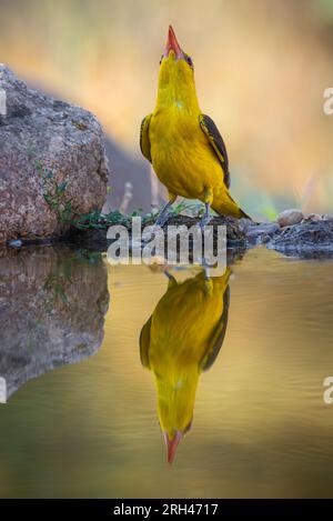 Eurasian Golden Oriole eau potable reflétée dans l'eau au coucher du soleil Banque D'Images