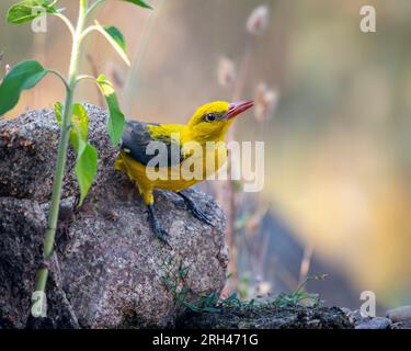 Eurasian Golden Oriole eau potable reflétée dans l'eau au coucher du soleil Banque D'Images