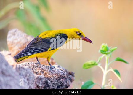 Eurasian Golden Oriole eau potable reflétée dans l'eau au coucher du soleil Banque D'Images