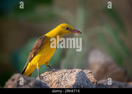 Eurasian Golden Oriole eau potable reflétée dans l'eau au coucher du soleil Banque D'Images