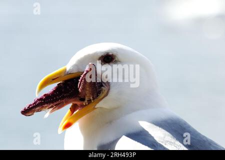 Mouette mangeant une étoile de mer - étouffant avec des étoiles de mer - gros plan de la tête de mouette Banque D'Images