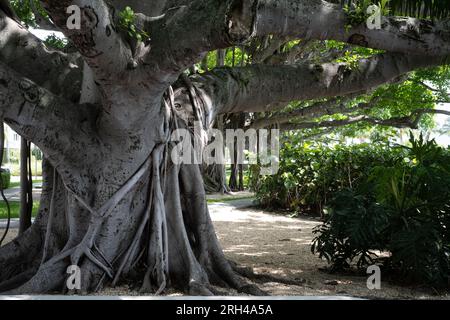 Un groupe d'arbres banyan dans un environnement tropical montrant la structure racinaire au-dessus du sol. Banque D'Images