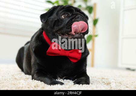 Mignon chien Pug avec noeud papillon rouge sur le cou dans la chambre Banque D'Images