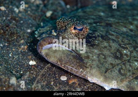 Flet panthère, Bothus pantherinus, site de plongée d'Aer Perang, détroit de Lembeh, Sulawesi, Indonésie Banque D'Images